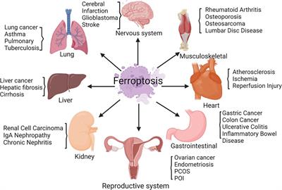 Broadening horizons: the role of ferroptosis in polycystic ovary syndrome